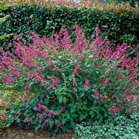Salvia Wendys Wish (8008372748543)