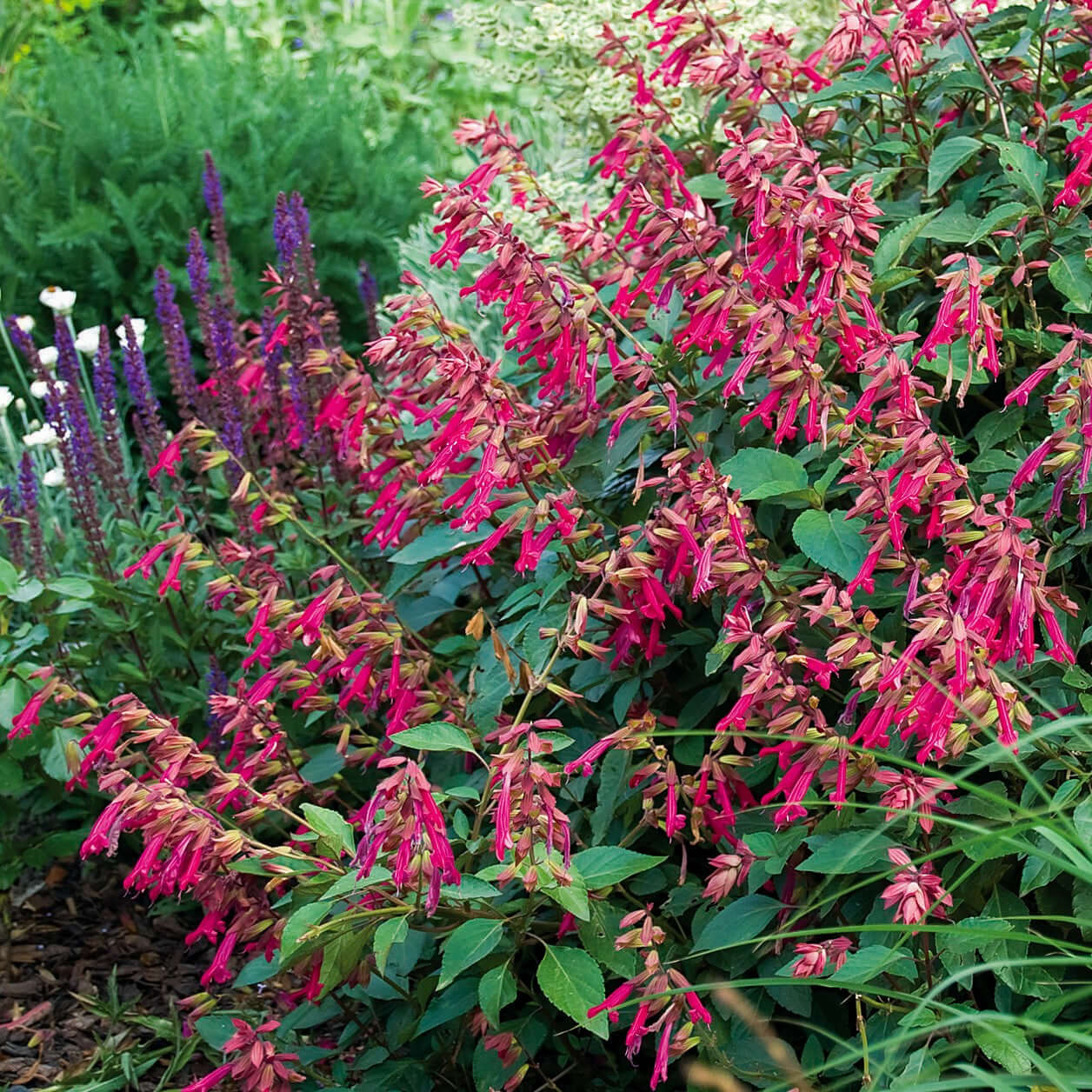 Salvia Wendys Wish (8008372748543)