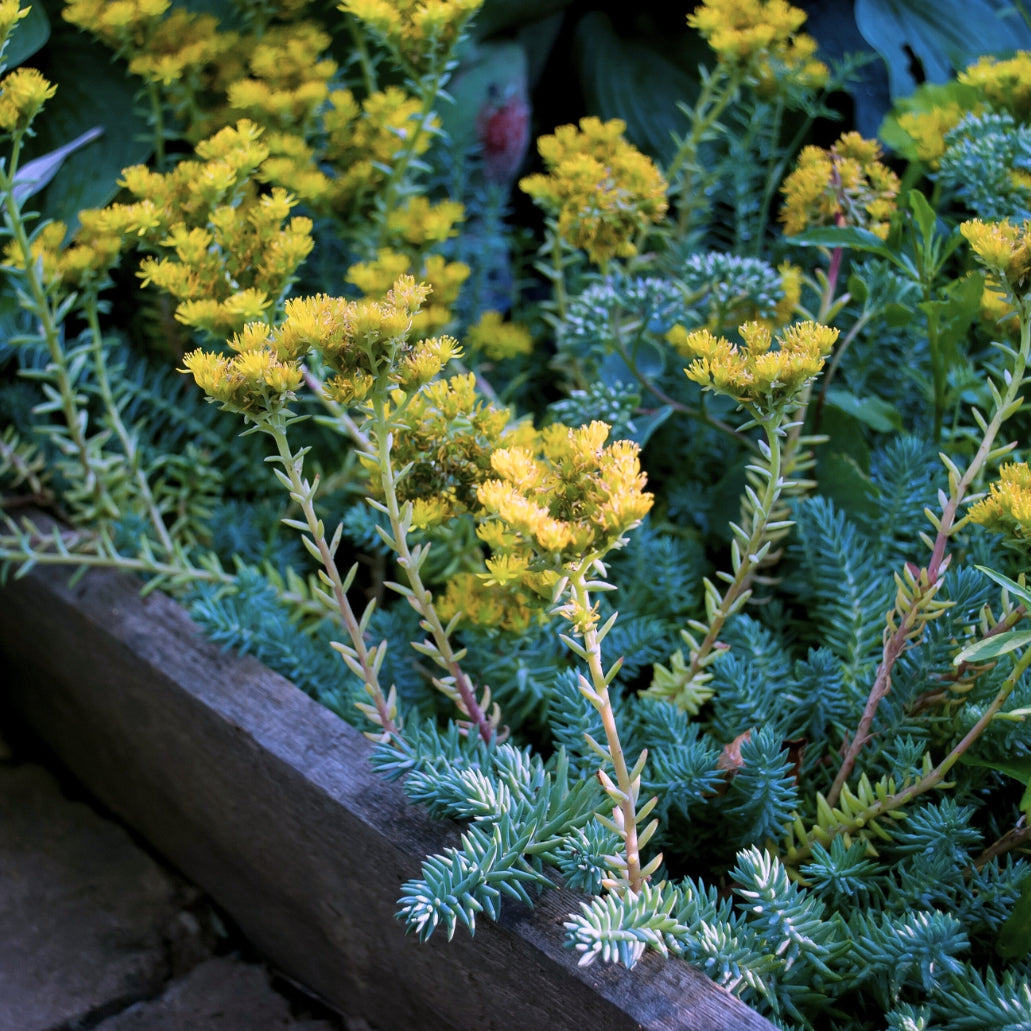 blue spruce succulent care Blue Spruce Sedum