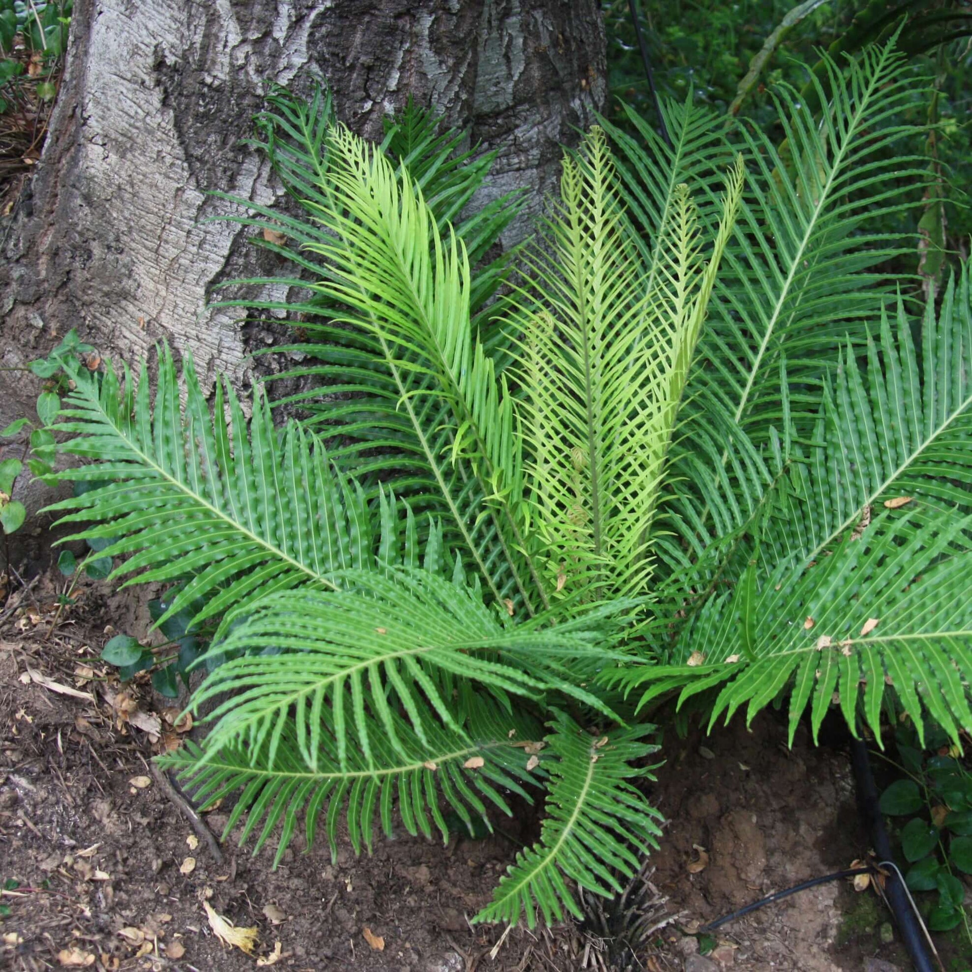 Blechnum gibbum Silver Lady