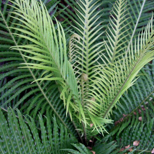 Blechnum gibbum Silver Lady