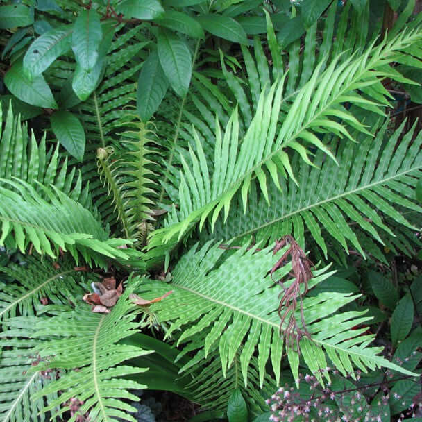 Blechnum gibbum Silver Lady