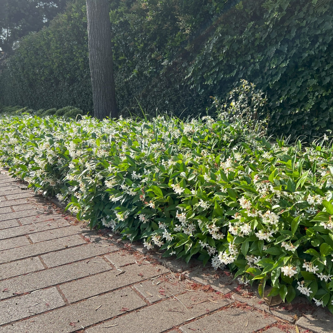 jasmine plant potting mix Star Jasmine (Trachelospermum Jasminoides Bush) - 5 Gal
