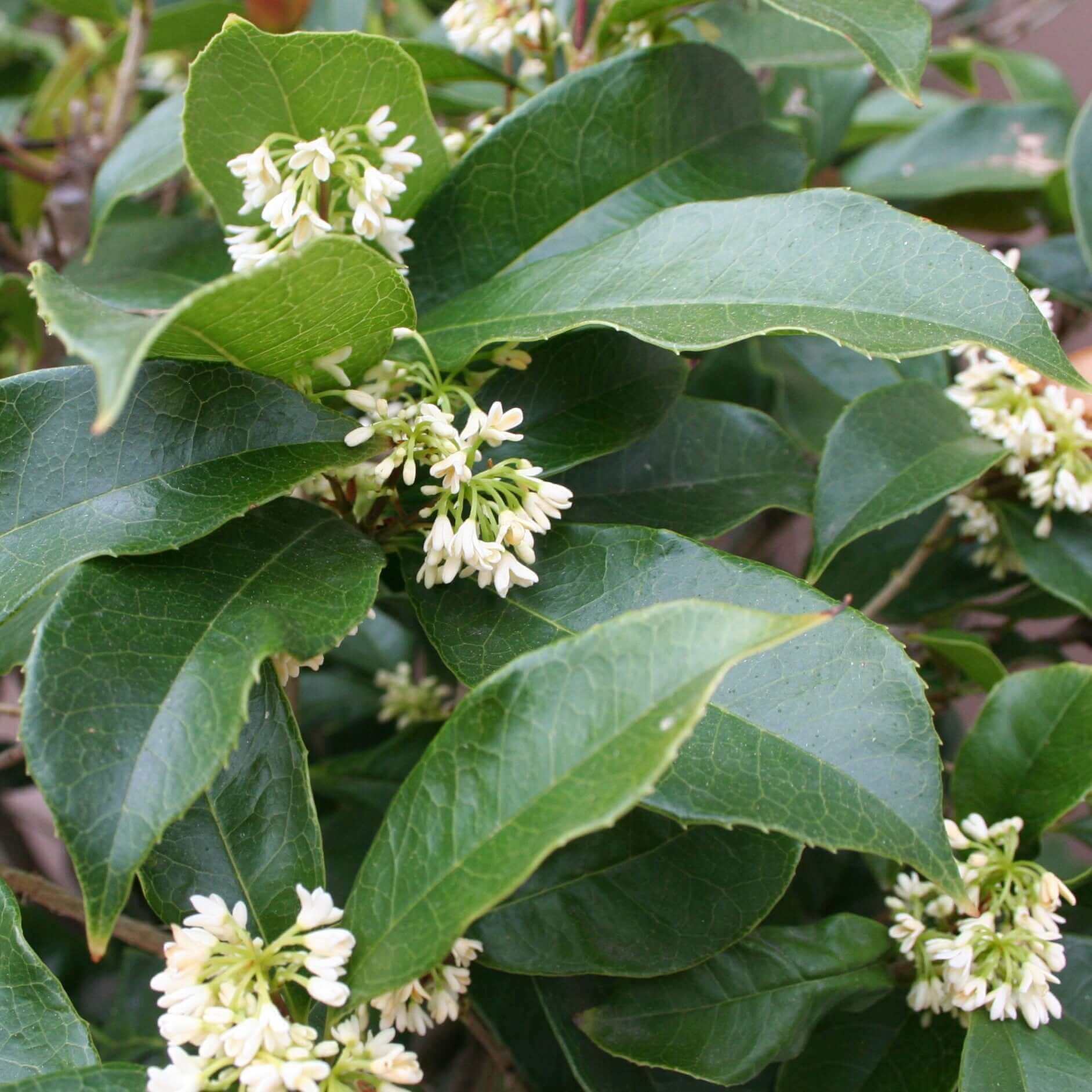 Fragrant Tea Olive (Osmanthus fragrans)