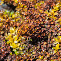 Coprosma 'Tequila Sunrise'