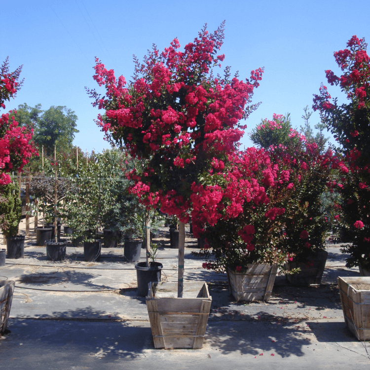 Crape Myrtle () Crape Myrtle