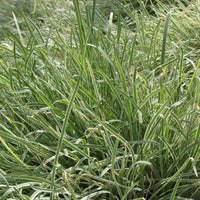 Tulbaghia violacea 'Silver Lace' (7898268598527)