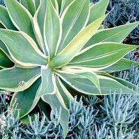 Variegated Fox Tail Agave (7823948677375)