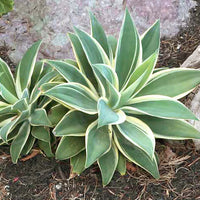 Variegated Fox Tail Agave (7823948677375)