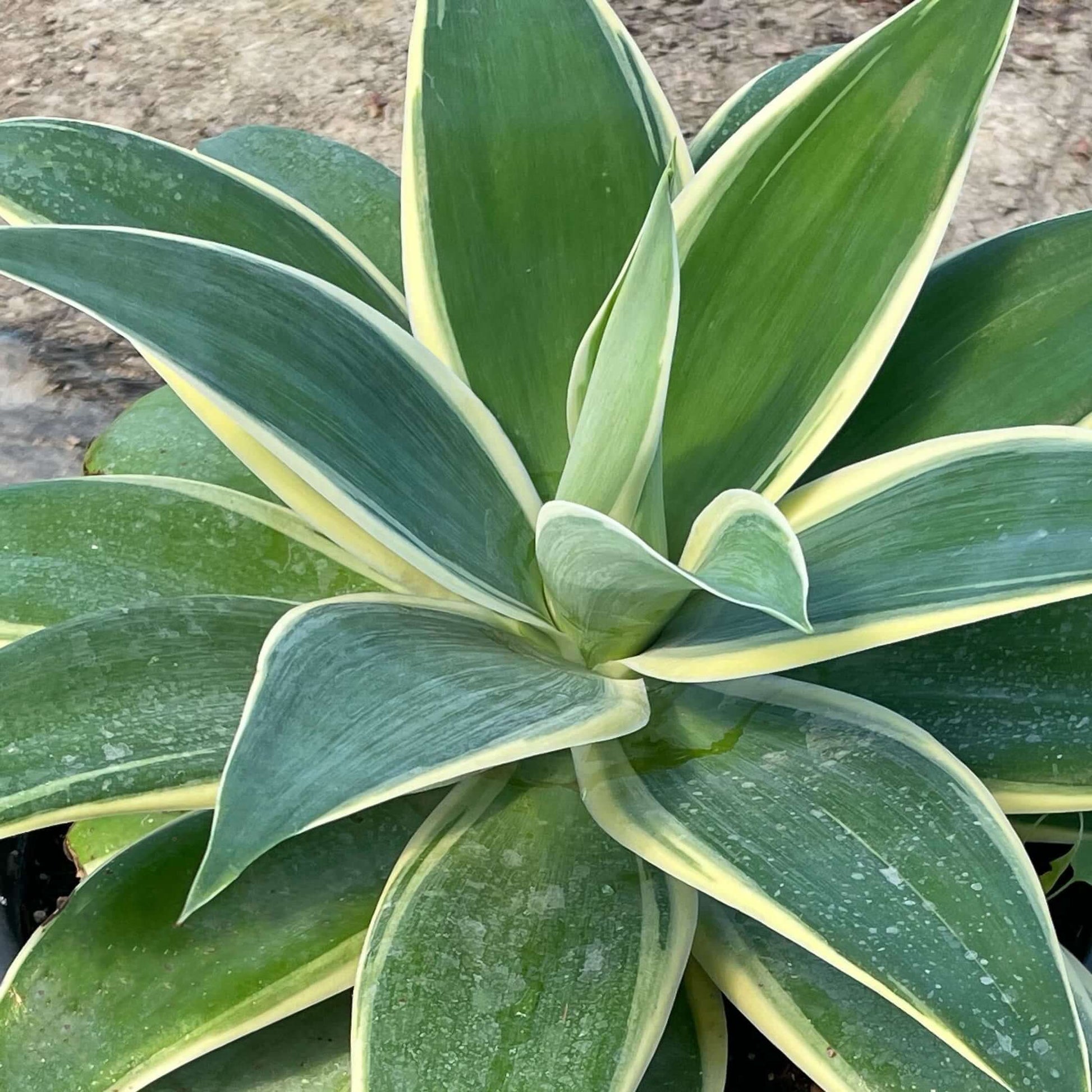 Variegated Fox Tail Agave (7823948677375)