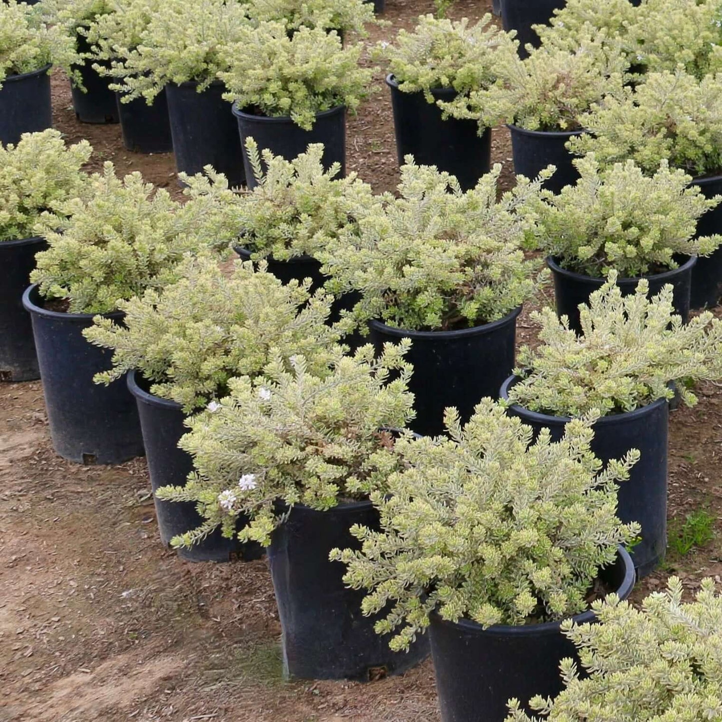 Yellow Variegated Coast Rosemary (7823954215167)