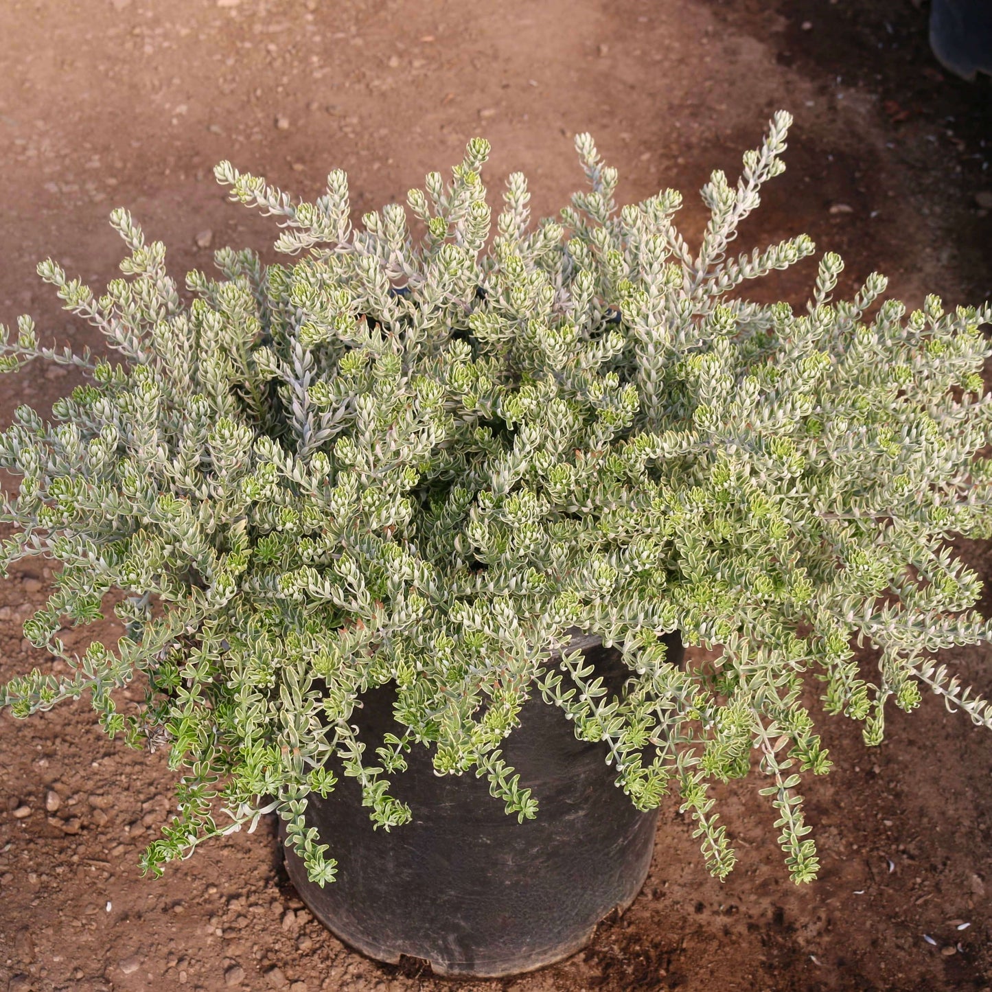 Yellow Variegated Coast Rosemary (7823954215167)