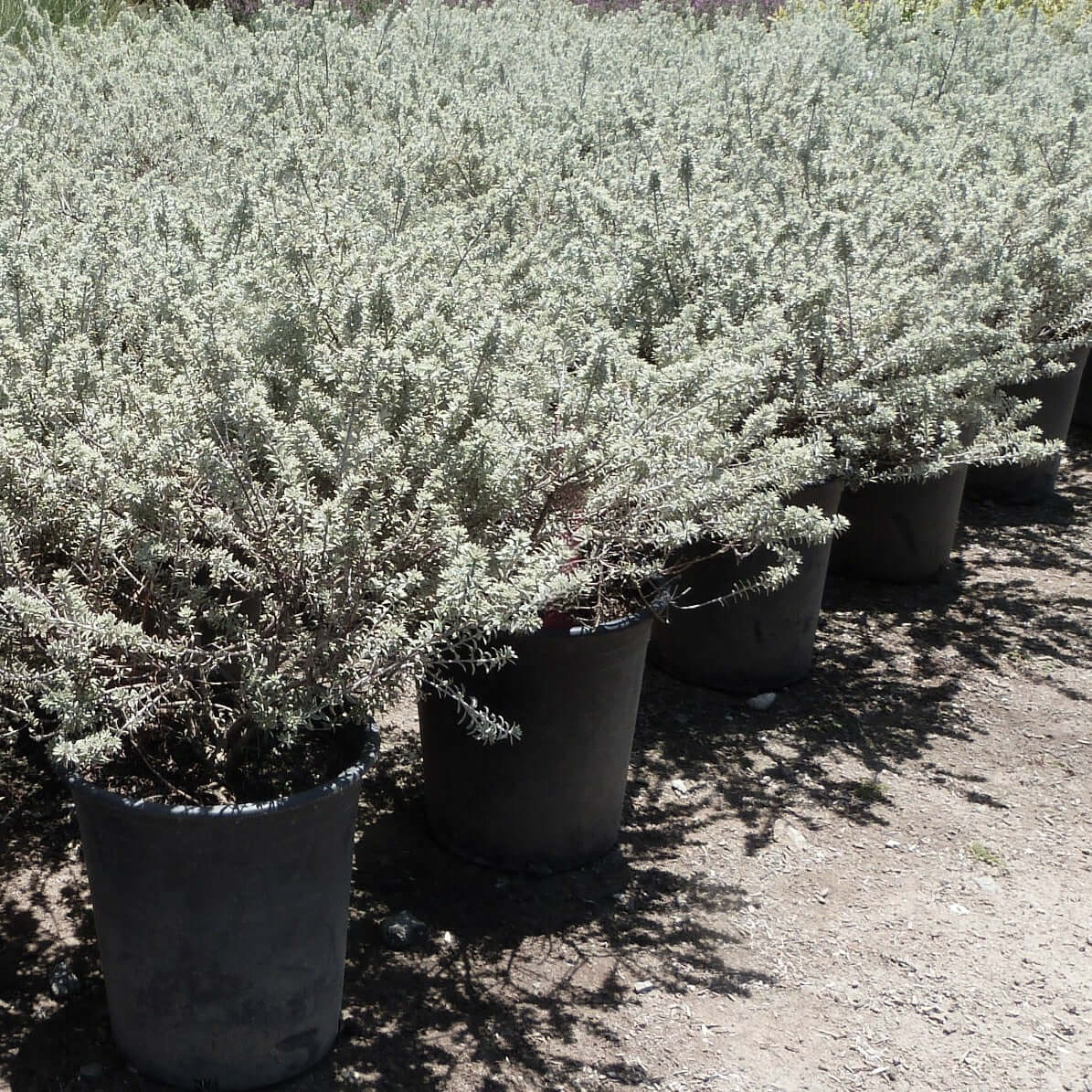 Westringia fruticosa 'Smokey' (Coast Rosemary) (7898285900031)