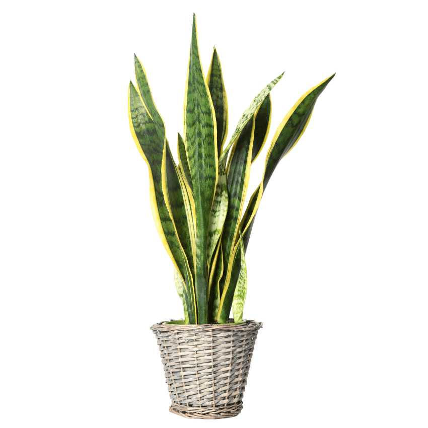 Yellow Striped Snake Plant (7889421861119)