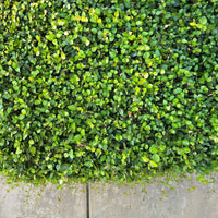 Asian Jasmine (7823954018559)