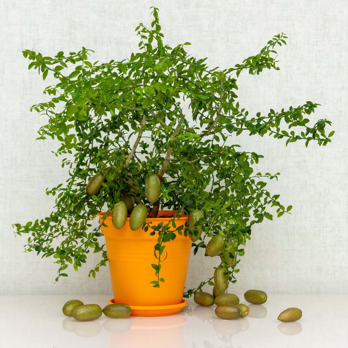 Australian Finger Lime (Citrus australasica)