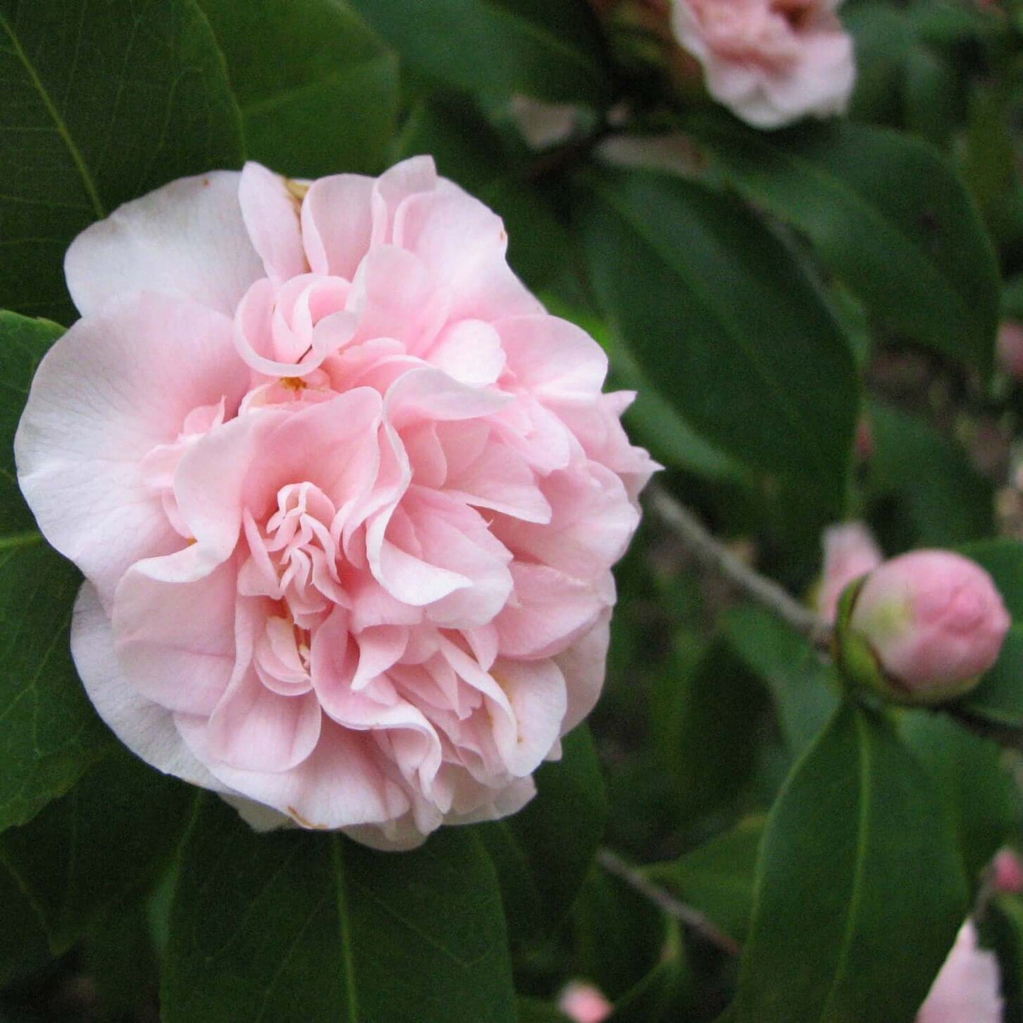 Camellia japonica Debutante (7823949693183)