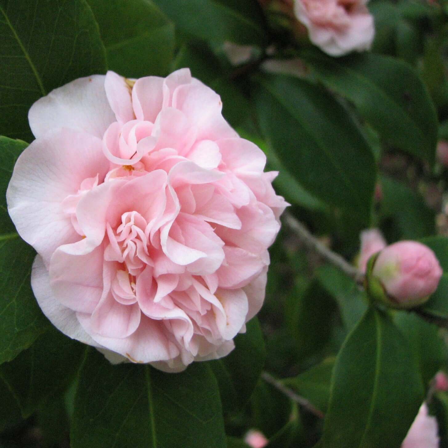 Camellia japonica (7823949693183)