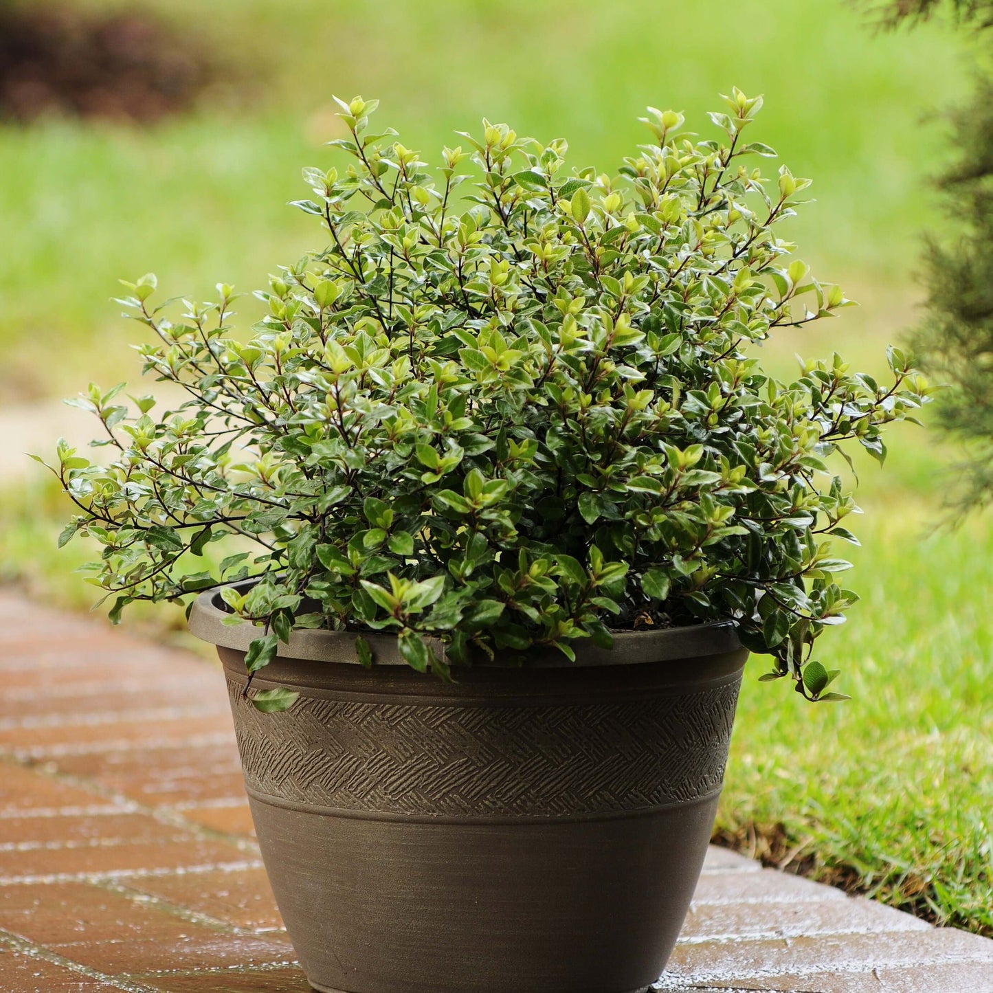 Pittosporum tenuifolium Elfin