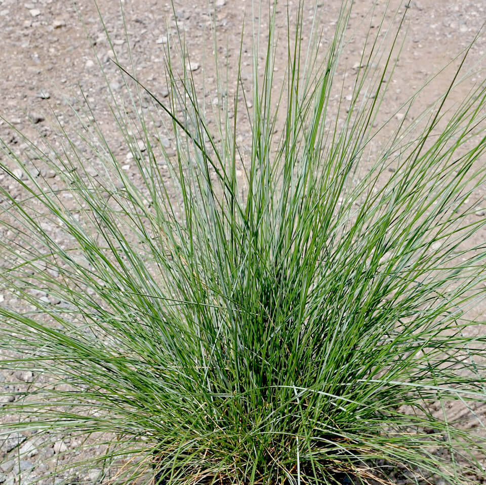 Muhlenbergia capillaris