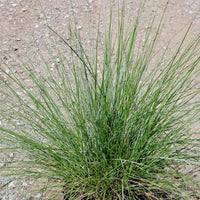 Muhlenbergia capillaris