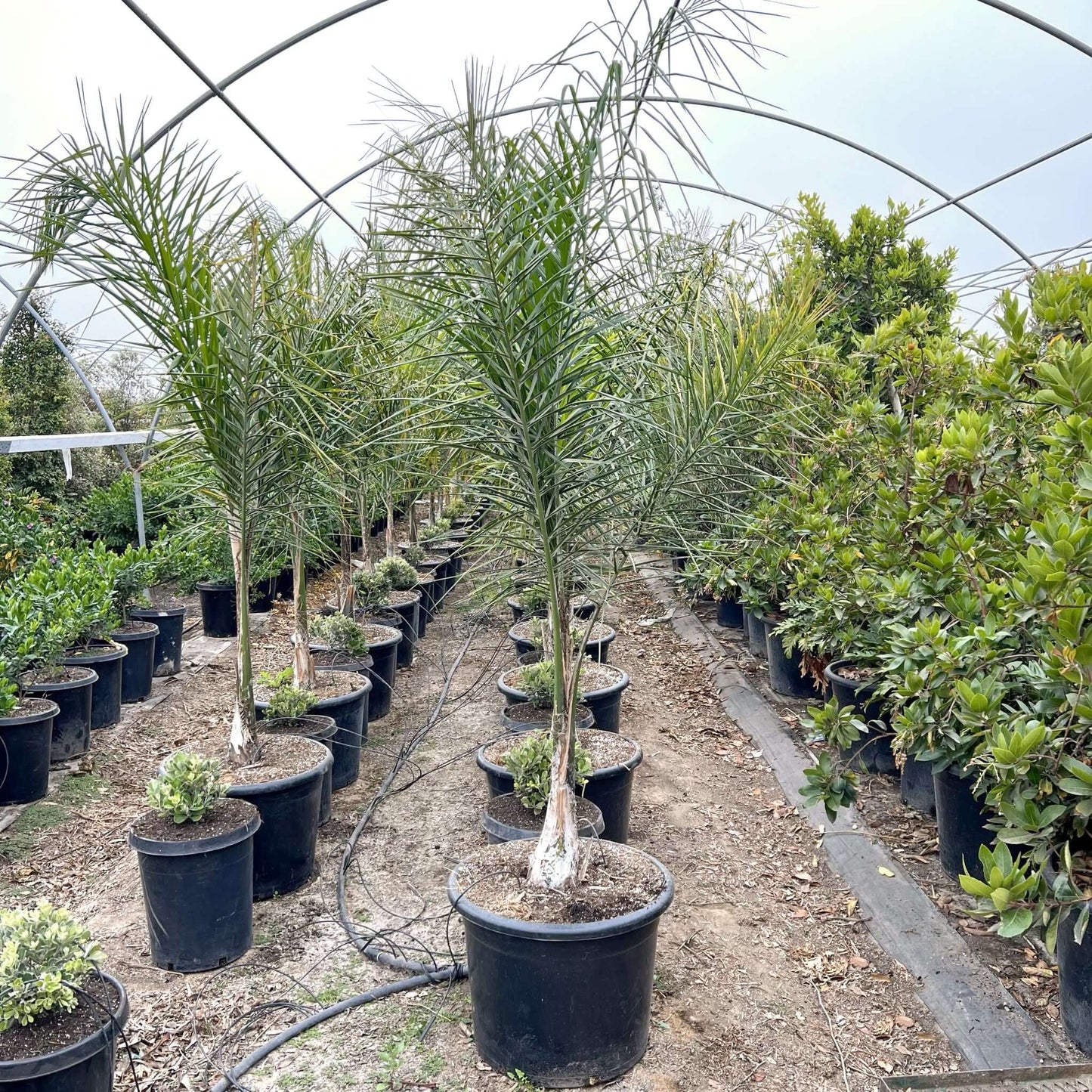 Queen Palm Tree
