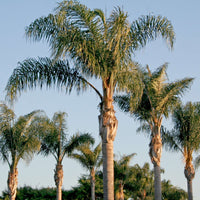 syagrus romanzoffianum queen palm