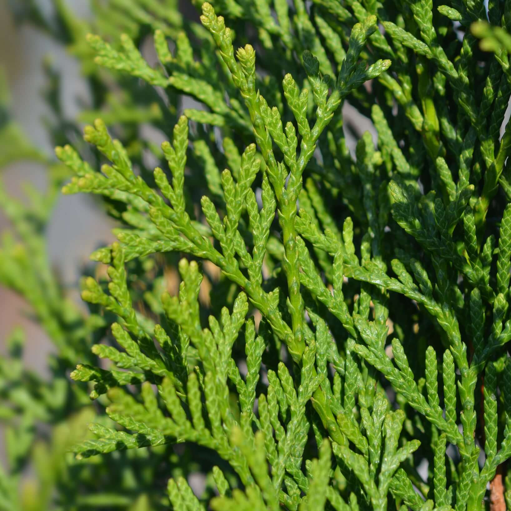 thuja emerald green arborvitae