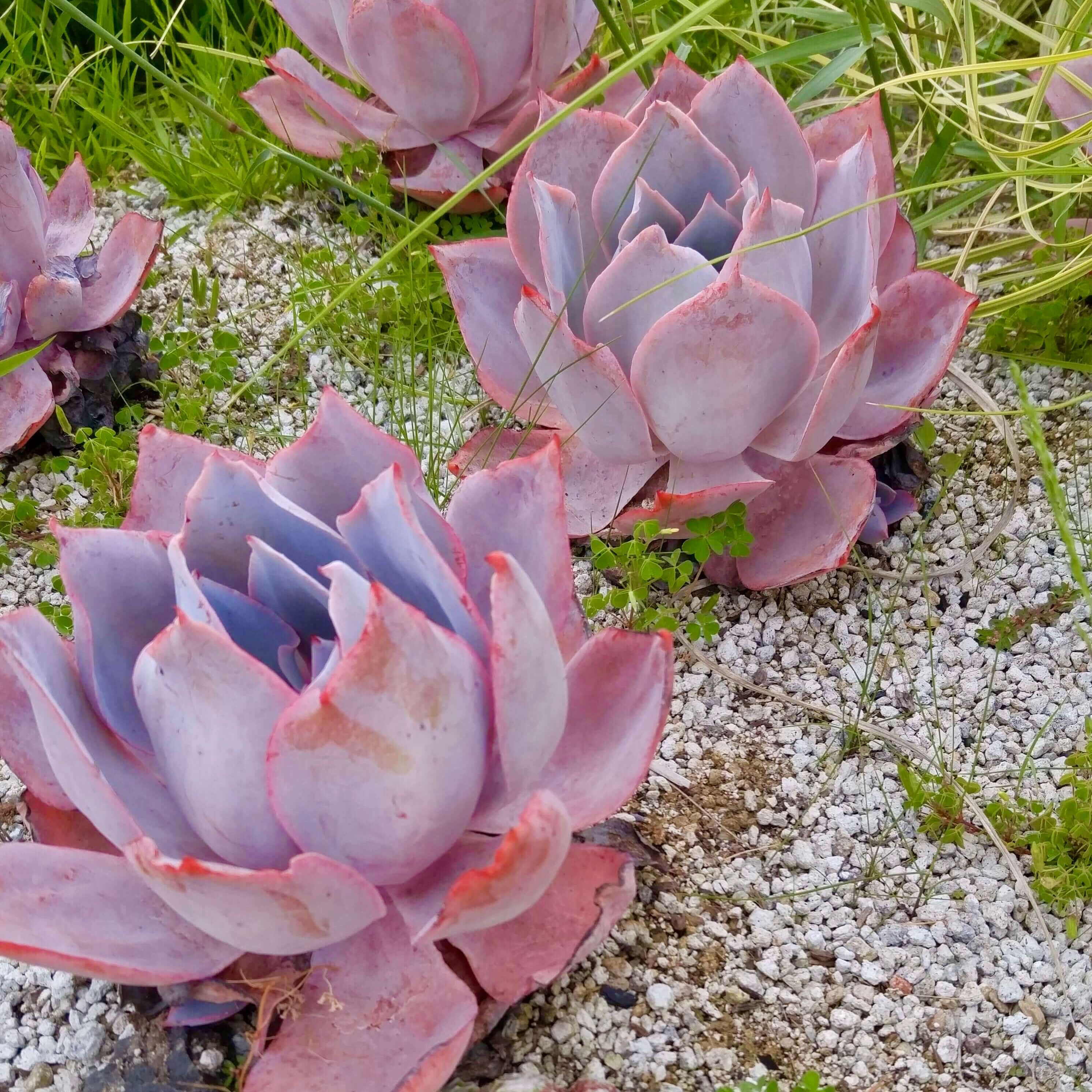 echeveria afterglow succulent Afterglow Echeveria