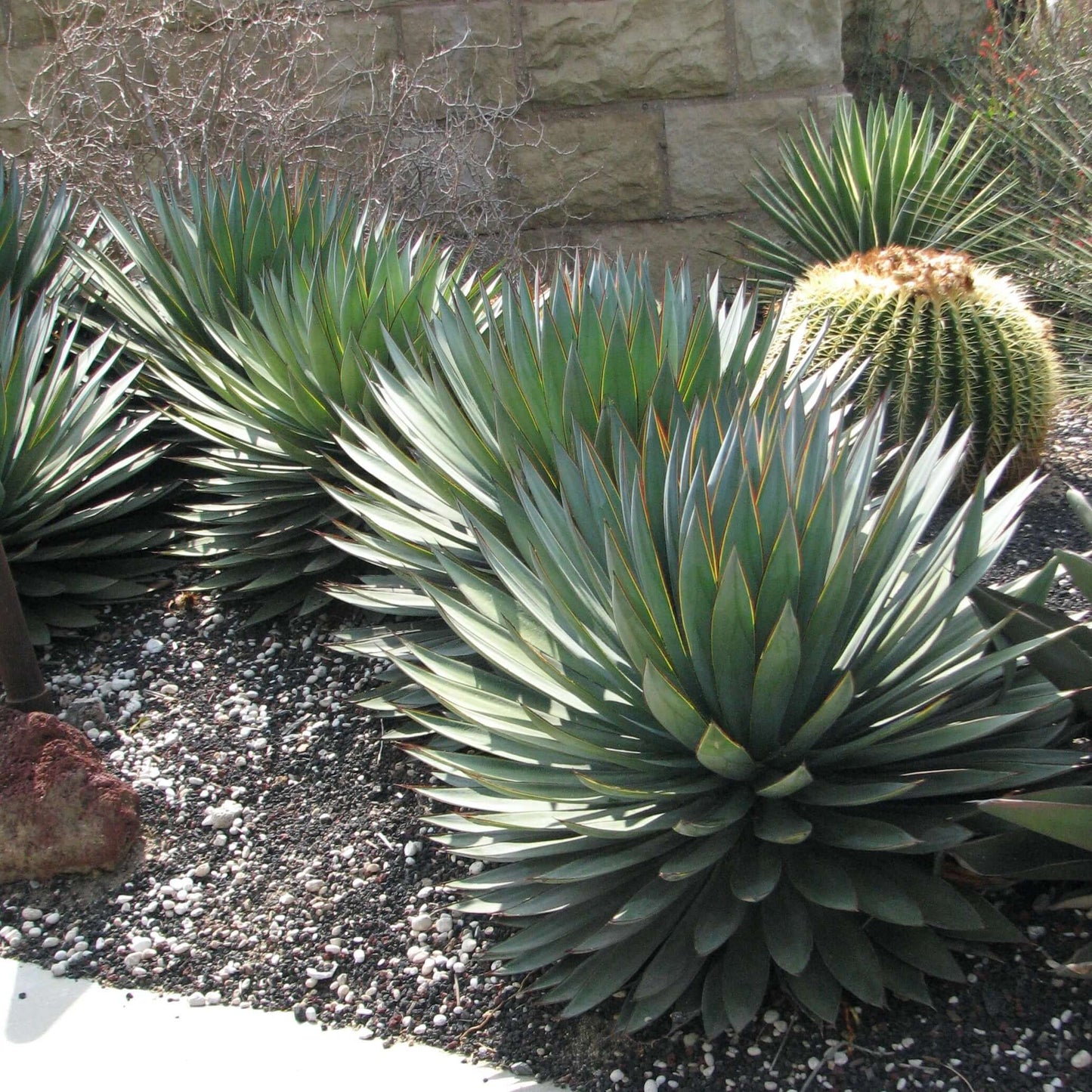 Agave Blue Glow Drought Tolerant Desert Landscape Design