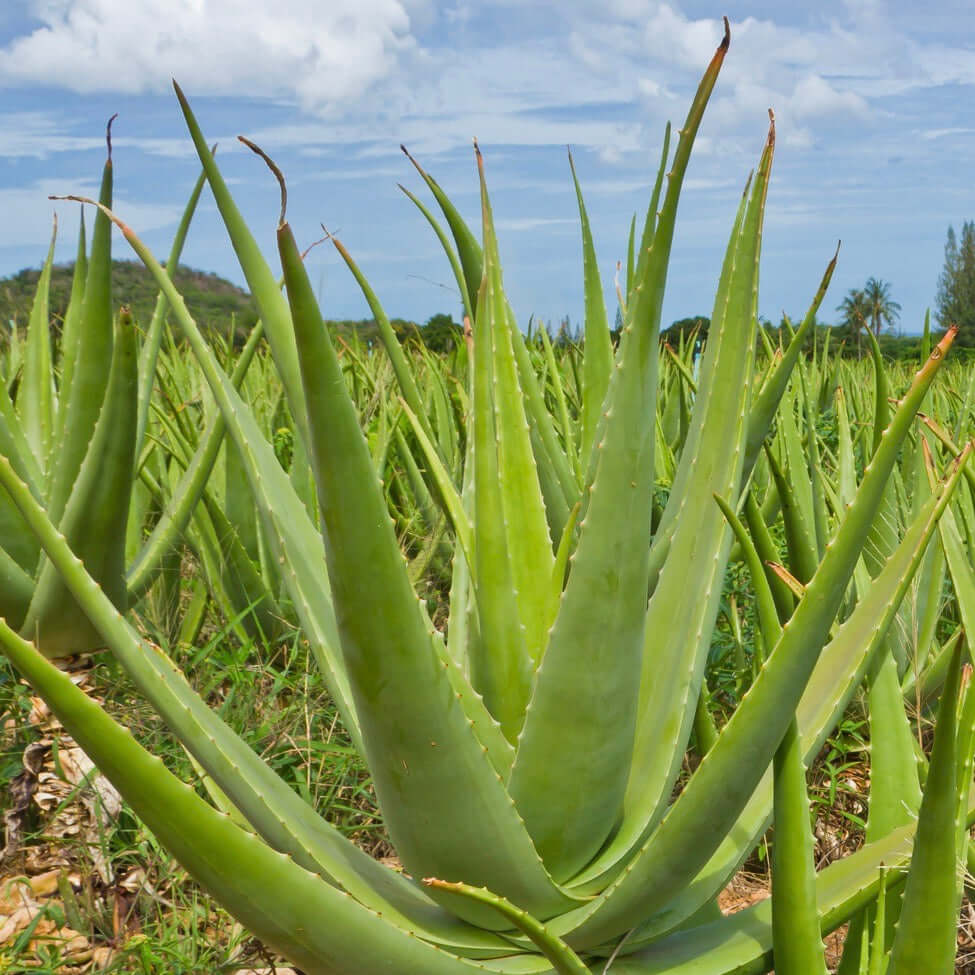 Aloe Vera Plant (7889241833727)