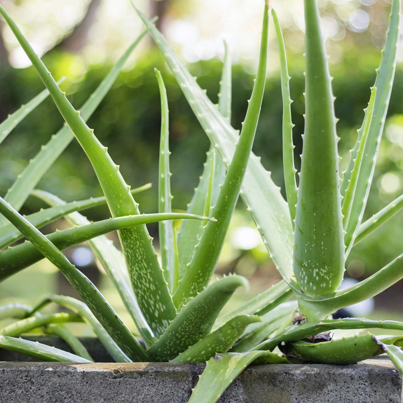 Aloe Vera Plant (7889241833727)