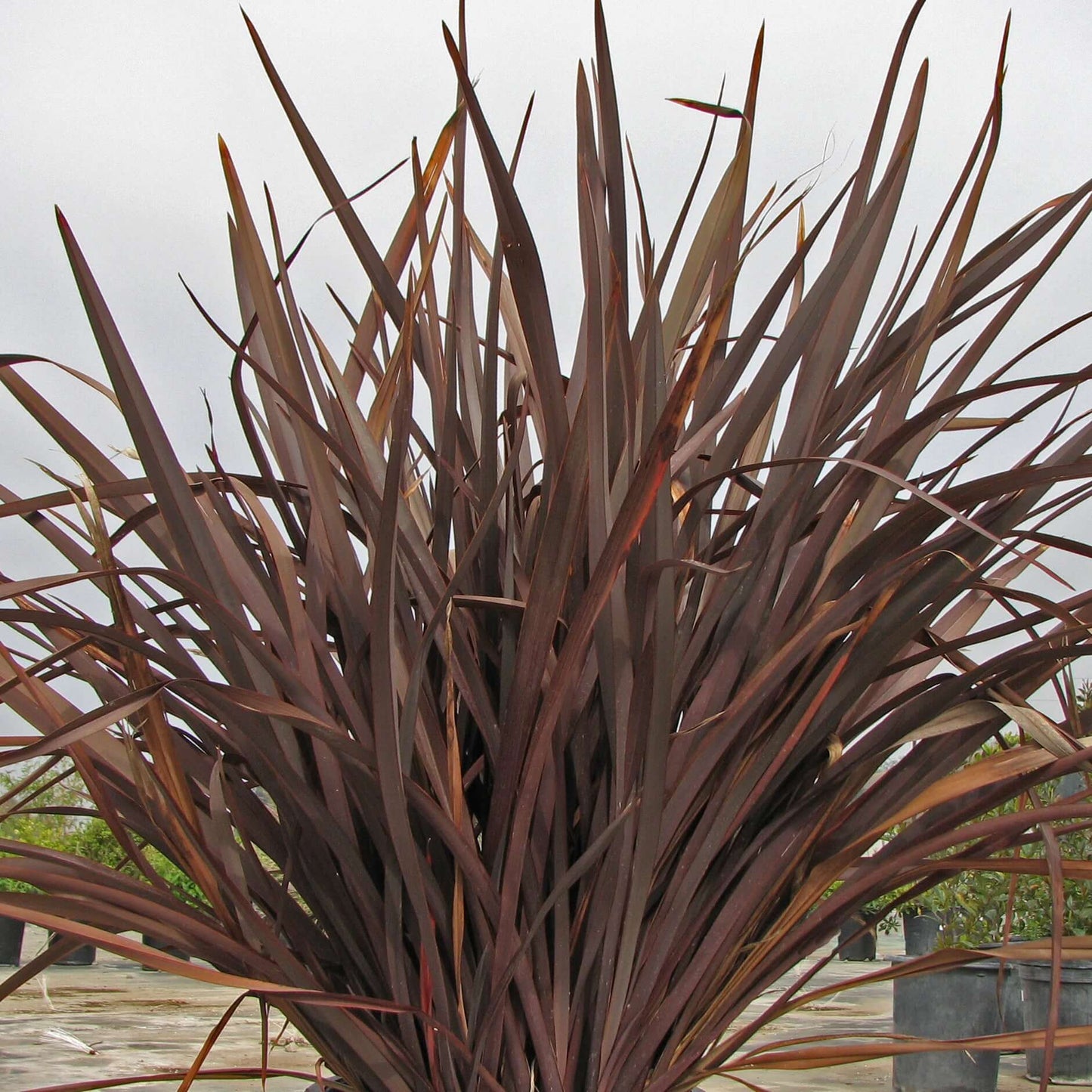 New Zealand Flax (7863715365119)