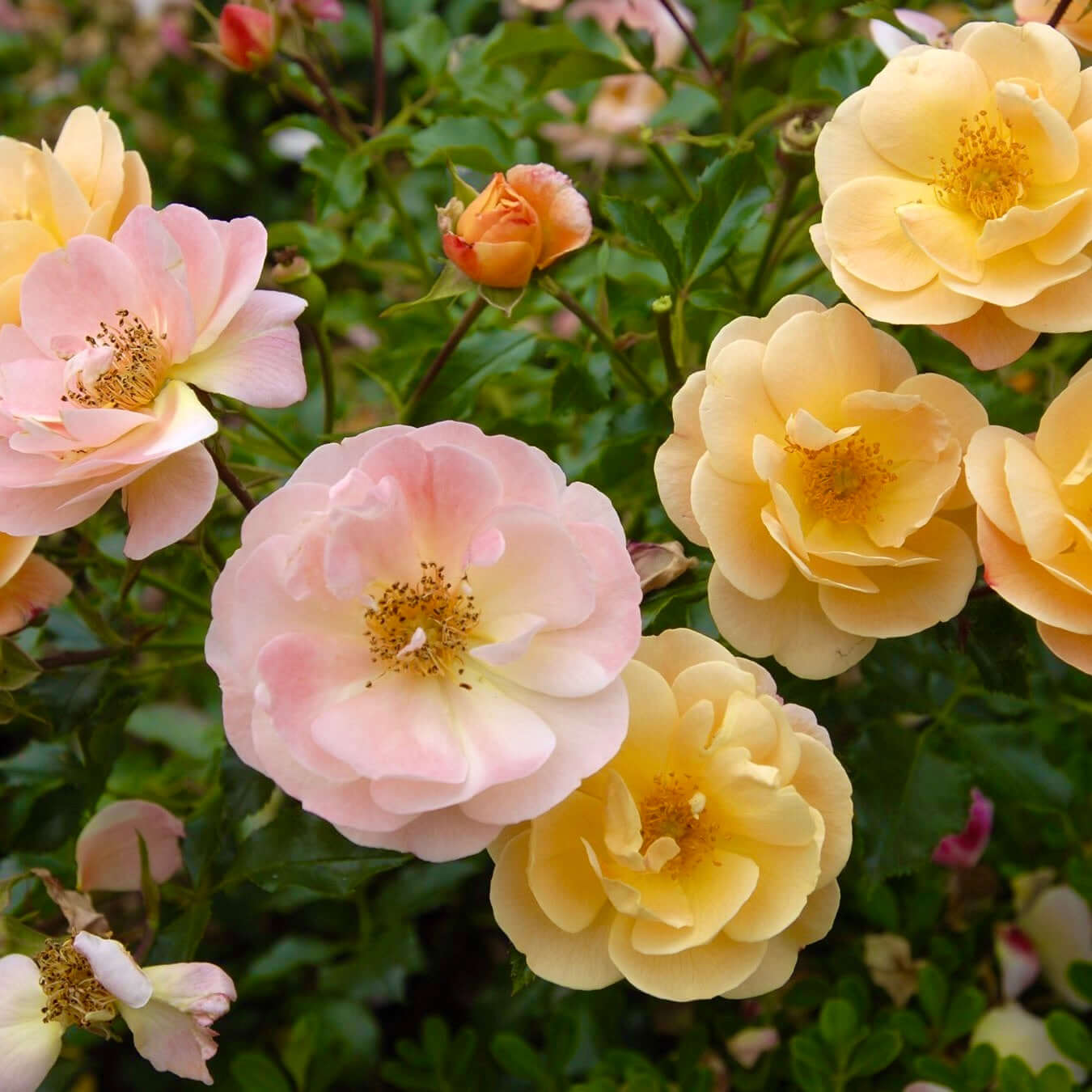 Amber Flower Carpet Groundcover Rose (7823953002751)