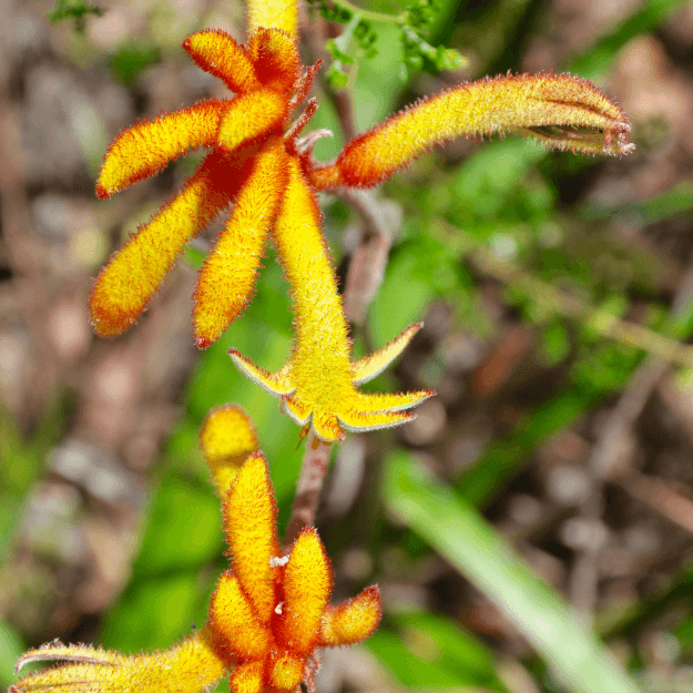 Amber Velvet Kangaroo Paw (7890129912063)