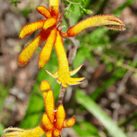 Amber Velvet Kangaroo Paw (7890129912063)