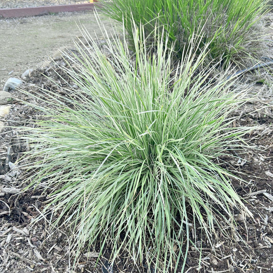 Lomandra longifolia (7915205492991)