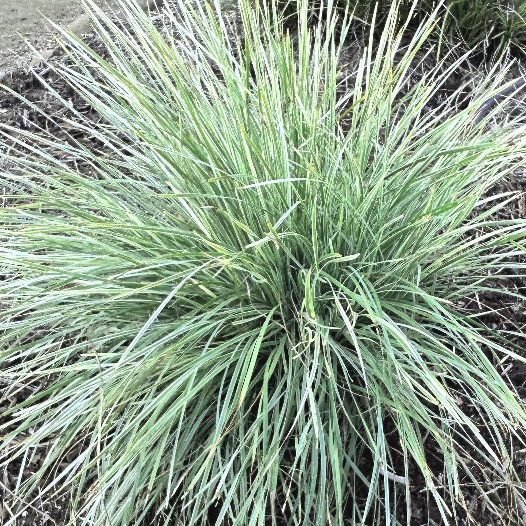 Lomandra longifolia (7915205492991)