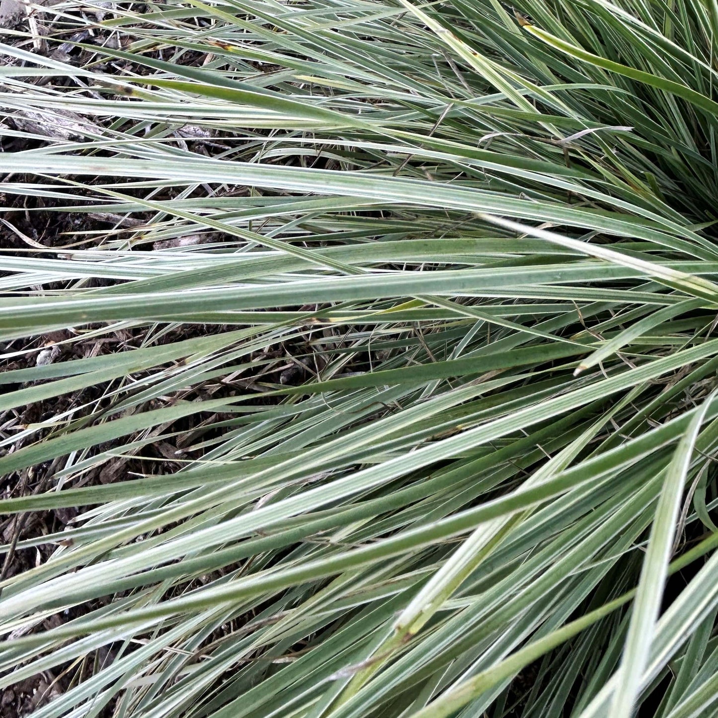 Lomandra longifolia (7915205492991)