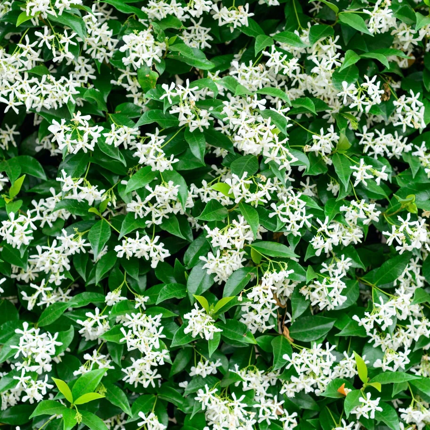 Asian Jasmine (7823954018559)