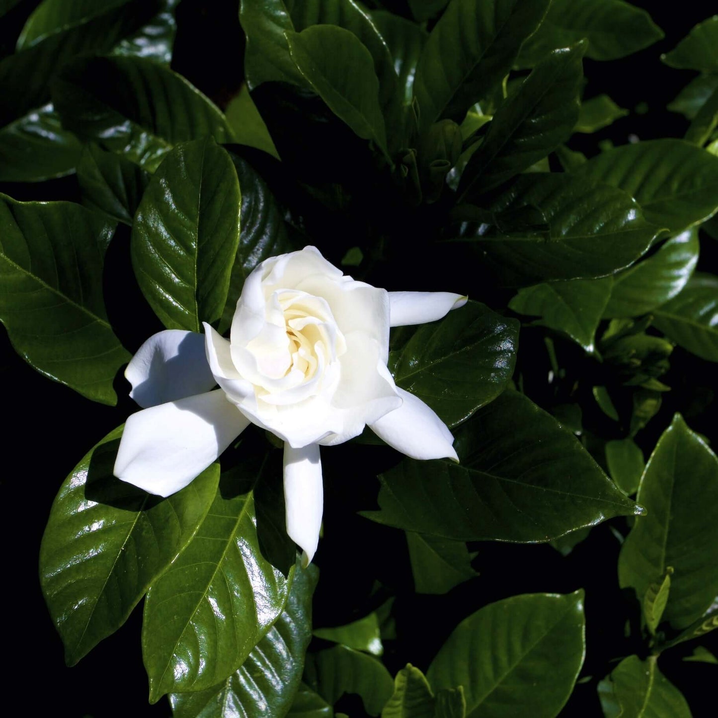 August Beauty Gardenia (7823950741759)