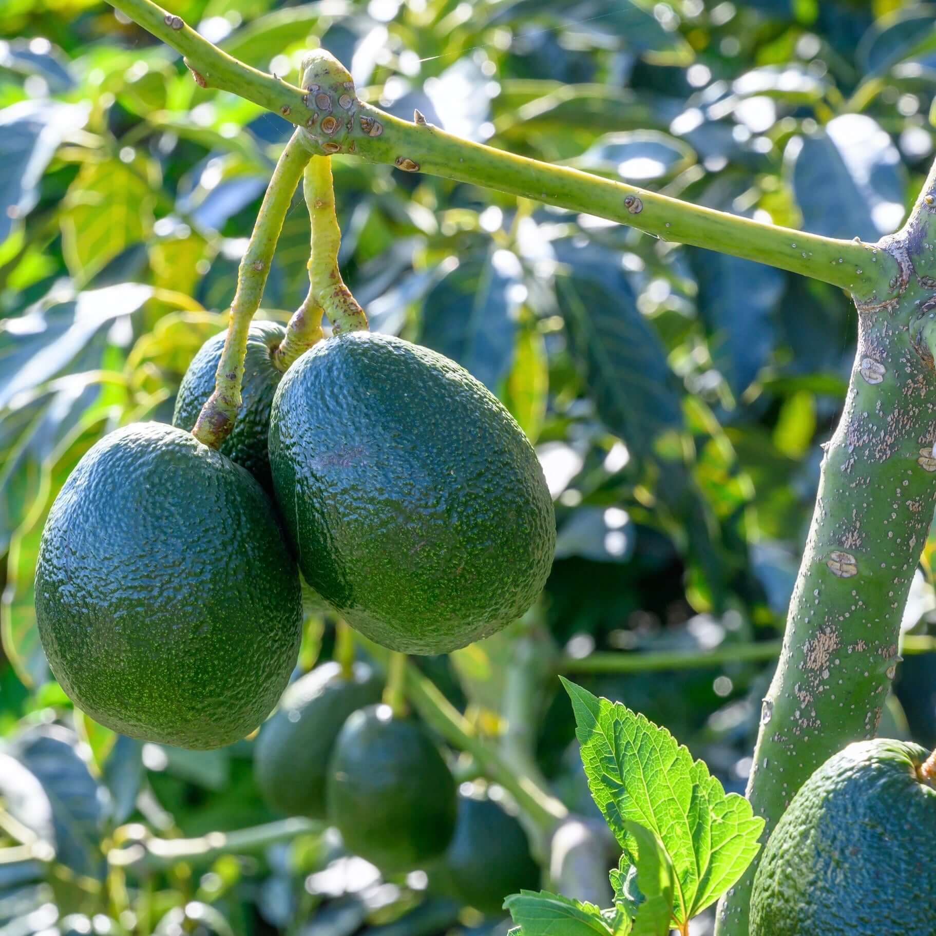 Bacon Avocado Tree (7863714611455)