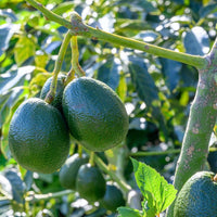 Bacon Avocado Tree (7863714611455)