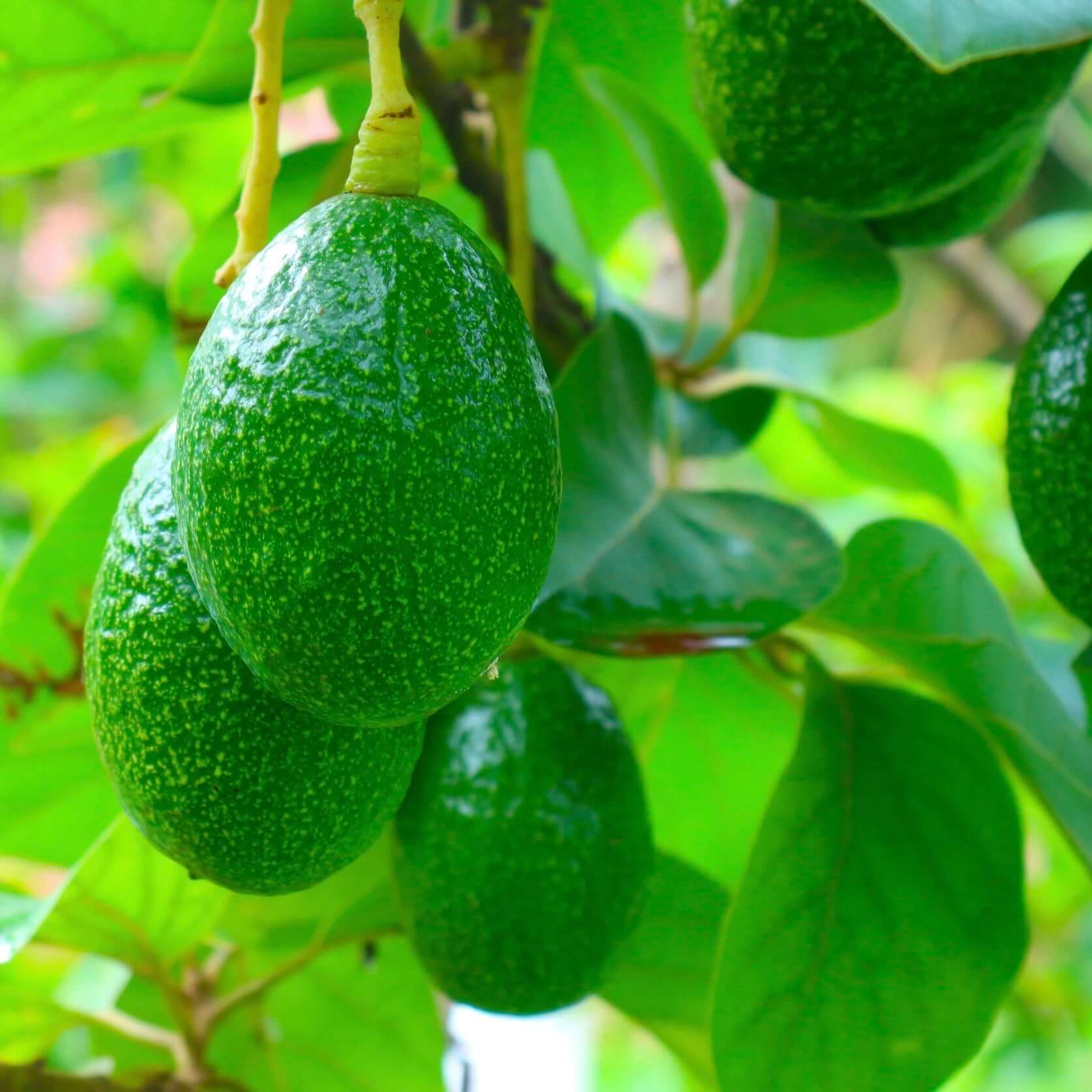 Bacon Avocado Tree (7863714611455)