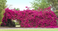 Barbara Karst Bougainvillea (7823949431039)