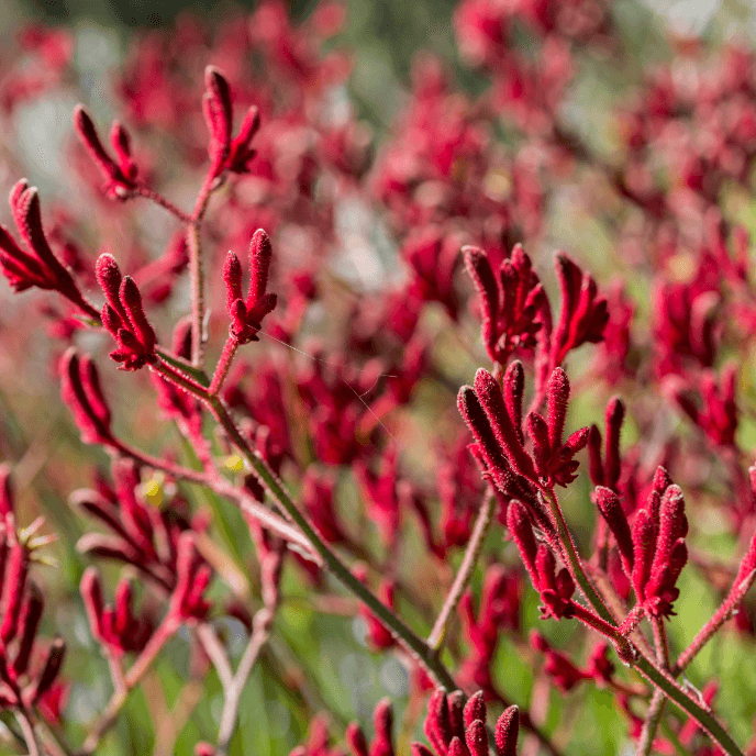 potting mix for kangaroo paws 5 Gal. Anigozanthos 'Big Red' Kangaroo Paw