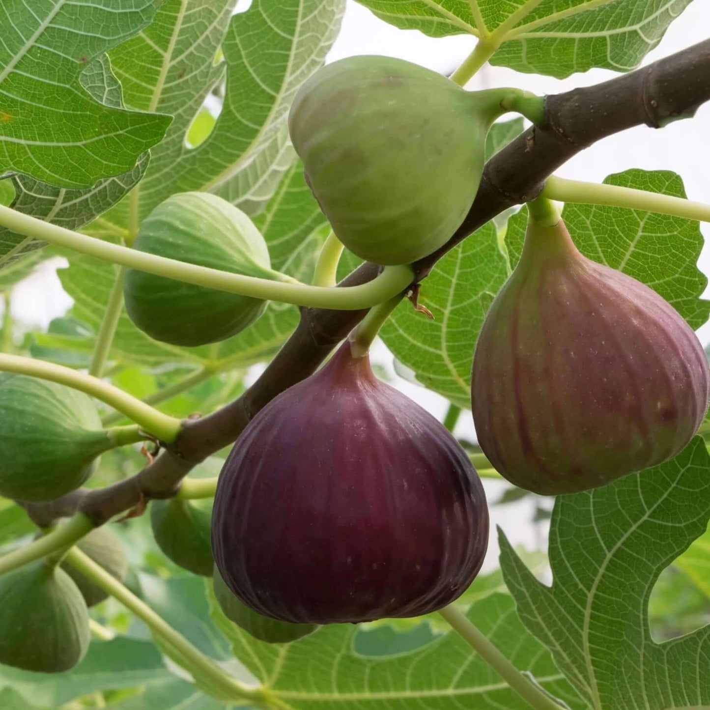 Black Mission Fig (7823950512383)