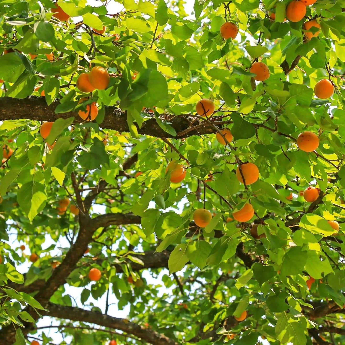Blenheim Apricot Tree (7823950643455)