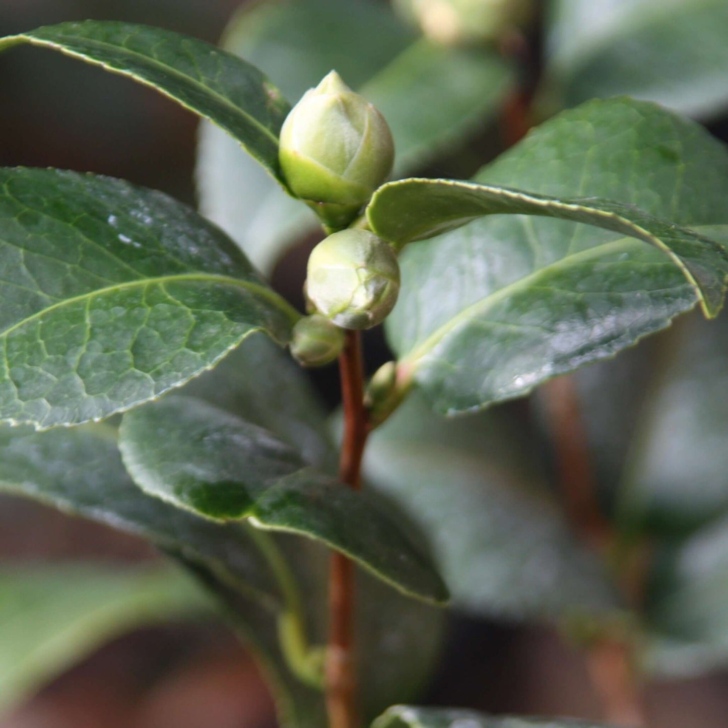 Camellia japonica 'Blood of China' (7920912236799)