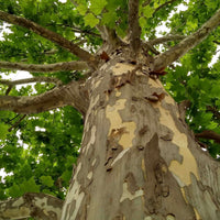 Bloodgood London Plane Tree (7823952511231)